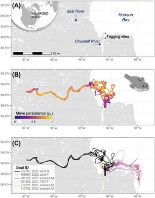 Biologging reveals rapid movements of harbour seals between freshwater and marine habitats in the subarctic